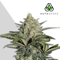 Gorillaglueauto