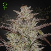 Green  House  Cannabis  Seeds  Alienz  Auto