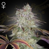 Green House Cannabis Seeds Alienz