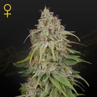 Green  House  Cannabis  Seeds  Amnesia