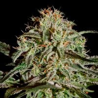 Green House Cannabis Seeds Ams