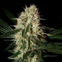 Green House Cannabis Seeds Arjan S Haze 3