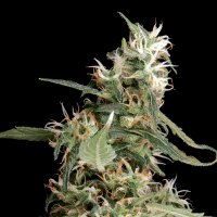 Green House Cannabis Seeds Arjan S Ultra Haze 1