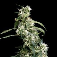 Green House Cannabis Seeds Arjan S Ultra Haze 2