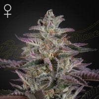 Green  House  Cannabis  Seeds  Banana  Krumble