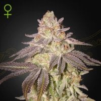 Green  House  Cannabis  Seeds  Black  Toffee  Auto