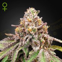 Green  House  Cannabis  Seeds  Blue  Haze  X  Gelato 41  Auto