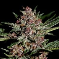 Green House Cannabis Seeds Bubba Kush