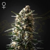 Green  House  Cannabis  Seeds  Bubba  Slush