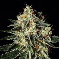 Green House Cannabis Seeds Cheese