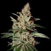 Green House Cannabis Seeds Chemdog