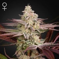 Green  House  Cannabis  Seeds  Chemical  Bride