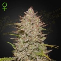 Green  House  Cannabis  Seeds  Chemical  Candy  Auto