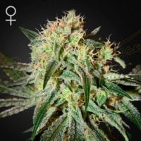 Green House Cannabis Seeds Dam Sour