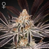 Green  House  Cannabis  Seeds  Dark  Pheonix