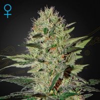 Green  House  Cannabis  Seeds  Exodus  Cheese  Auto