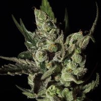 Green House Cannabis Seeds Exodus Cheese