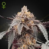 Green  House  Cannabis  Seeds  Guava  X  Gelato 41  Auto
