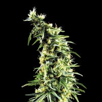 Green House Cannabis Seeds Hawaiian Snow