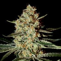 Green  House  Cannabis  Seeds  Himalaya  Gold