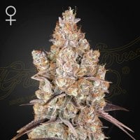 Green  House  Cannabis  Seeds  Holy  Snow