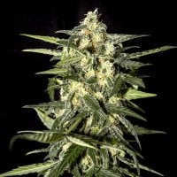 Green  House  Cannabis  Seeds  Jack  Herer  Auto