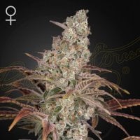 Green  House  Cannabis  Seeds  Jack  S  Dream