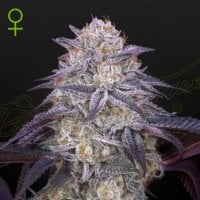 Green  House  Cannabis  Seeds  King  S  Juice  Auto
