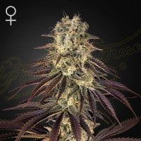 Green  House  Cannabis  Seeds  Kong  S  Krush