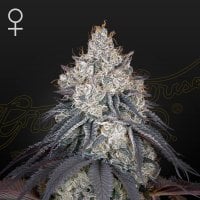 Green  House  Cannabis  Seeds  Lemon  Orange