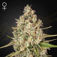 Green  House  Cannabis  Seeds  Lost  Pearl