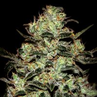 Green House Cannabis Seeds Moby Dick