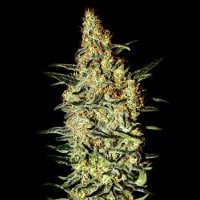 Green House Cannabis Seeds Neville S Haze
