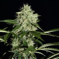 Green  House  Cannabis  Seeds  Nl  Auto