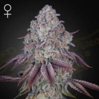 Green House Cannabis Seeds Persian Pie