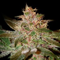 Green House Cannabis Seeds Pure Kush