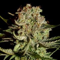 Green House Cannabis Seeds Super Bud