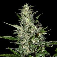 Green  House  Cannabis  Seeds  Super  Critical  Auto