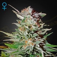 Green  House  Cannabis  Seeds  Super  Lemon  Haze  Auto