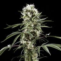 Green House Cannabis Seeds Super Lemon Haze
