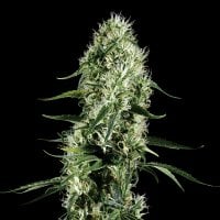 Green  House  Cannabis  Seeds  Super  Silver  Haze
