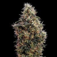 Green  House  Cannabis  Seeds  Sweet  Mango  Auto