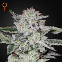 Green House Cannabis Seeds Sweet Valley Kush