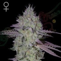 Green House Cannabis Seeds Tarte Tatin