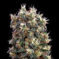 Green House Cannabis Seeds The Church