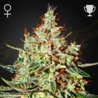Green House Cannabis Seeds Train Wreck
