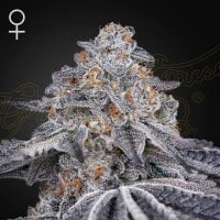 Green  House  Cannabis  Seeds  Velvet  Moon