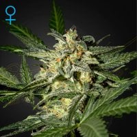 Green  House  Cannabis  Seeds  White  Widow  Auto