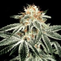 Green House Cannabis Seeds White Widow