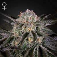 Green  House  Cannabis  Seeds  Wonder  Pie